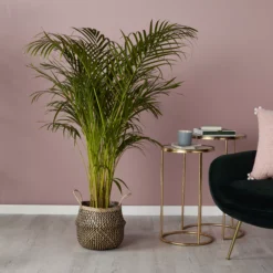 Black Seagrass Herringbone Circular Plant Pot (Dia)25cm 7 Black Seagrass Herringbone Circular Plant Pot (Dia)25cm -Plant Garden World black seagrass herringbone circular plant pot dia 25cm3663602442516 01i bq