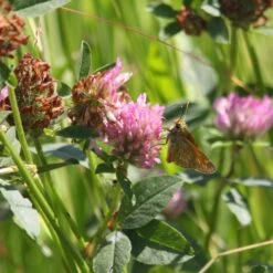 Meadowmat Wildflower Turf, 20m² Pack -Plant Garden World meadowmat wildflower turf 20m pack04168157 02i