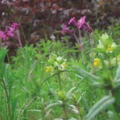 Meadowmat Wildflower Turf, 20m² Pack -Plant Garden World meadowmat wildflower turf 20m pack04168157 05i bq