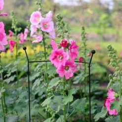 Plant Garden World -Plant Garden World panacea steel curved plant support l 76cm dia 46cm0093432825259 01i bq