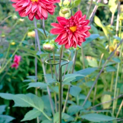 Plant Garden World -Plant Garden World panacea steel single stem plant support l 122cm dia 8 6cm pack of 30093432825396 01i bq