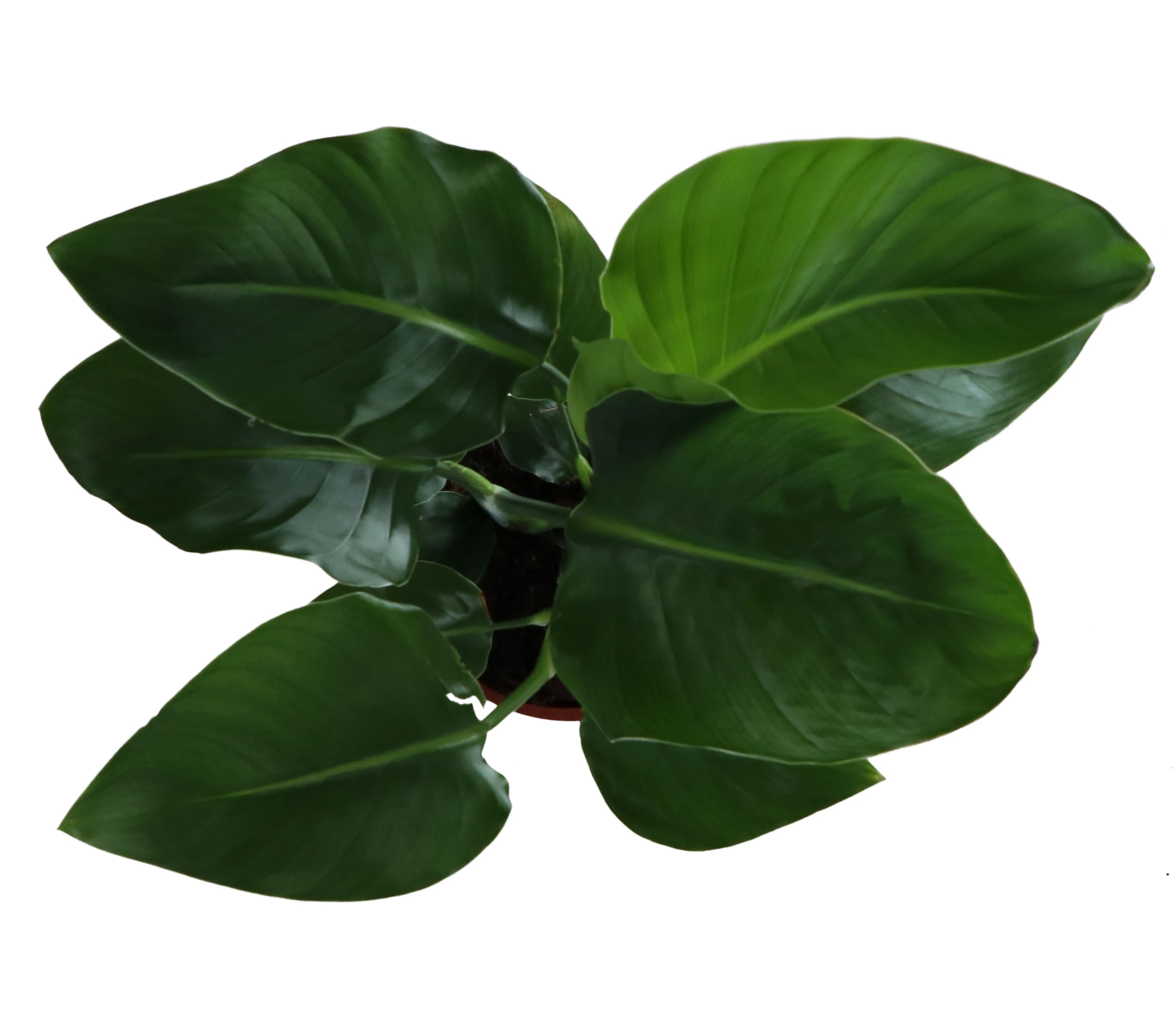 Strelitzia In 17cm Terracotta Plastic Grow Pot 2 Strelitzia In 17cm Terracotta Plastic Grow Pot - Image 2