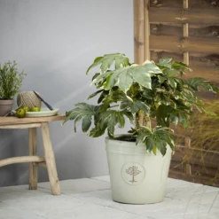 Verve Barcău Olive Ceramic Circular Plant Pot (Dia)40cm 5 Verve Barcău Olive Ceramic Circular Plant Pot (Dia)40cm -Plant Garden World verve barcau olive ceramic circular plant pot dia 40cm5059340327761 01i