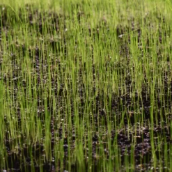 Verve Grass Seeds, 10kg -Plant Garden World verve grass seeds 10kg3663602947516 10i