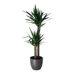 Yucca In 24cm Assorted Ceramic Decorative Pot -Plant Garden World yucca in 24cm assorted ceramic decorative pot5059340832647 22c